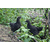 纯种鸡苗 绿壳蛋鸡 三峡黑鸡 厂家长期供应及指导缩略图1