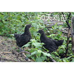 纯种鸡苗 绿壳蛋鸡 三峡黑鸡 厂家长期供应及指导