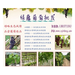 青岛葡萄批发|绿藤葡萄庄园葡萄批发价格(在线咨询)|葡萄批发