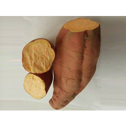红薯商薯19  廊坊高产高淀粉甘薯地瓜供应