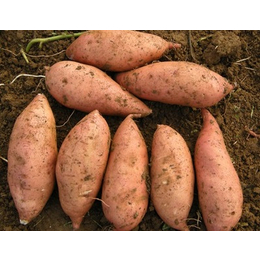 红薯基地报价  池州商薯19地瓜批发供应