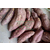红薯批发商薯19  周口高产高淀粉甘薯价格缩略图1
