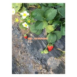 甜宝草莓苗哪里有卖的、巴音郭楞草莓苗哪里有卖的、乾纳瑞