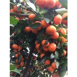 橘子砂糖橘产地*种植基地批发销售全国招商冬季水果缩略图