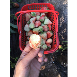 赛娃草莓苗价格_草莓苗_乾纳瑞农业科技优惠价(查看)