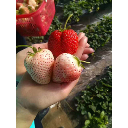 草莓苗、乾纳瑞农业科技服务好(图)、草莓苗多少钱一棵