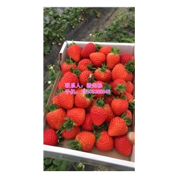 景德镇草莓苗多少钱一颗|信诺为民|隋珠草莓苗多少钱一颗