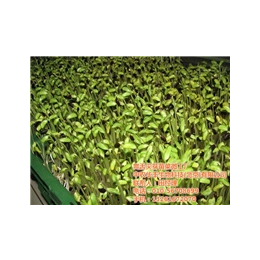 芽苗菜|爽舌尖芽苗菜生产工具|中农华丰国内种植芽苗菜哪家好