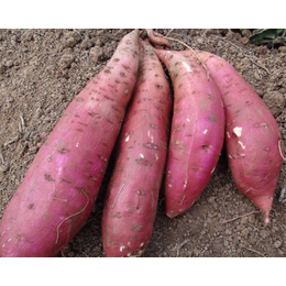 红薯批发龙薯9  周口高产高淀粉甘薯价格
