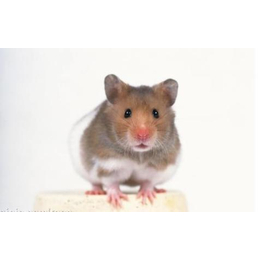 灭老鼠公司|德立康环境技术(在线咨询)|抚州灭老鼠