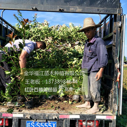 红叶石楠|福江苗木品种优良|红叶石楠容器苗