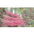 日本红枫赤金枫 品种纯正赤金枫 日本红枫树苗 红枫小苗包成活缩略图3