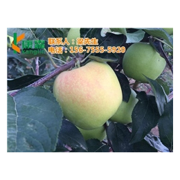 洛川苹果西安专卖|康霖现代农业(在线咨询)|洛川苹果