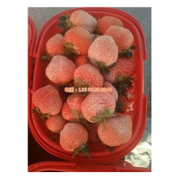 昌吉草莓苗多少钱,乾纳瑞,奶油草莓苗多少钱