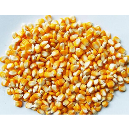 湖北汉光农业求购玉米600吨