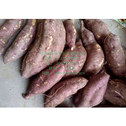宿州济薯21红薯行情 宿州济薯21红薯品种