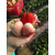 草莓苗、乾纳瑞农业科技服务好、水果草莓苗缩略图1