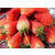 草莓苗,乾纳瑞农业科技优惠价,香蕉草莓苗缩略图1