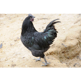 五黑鸡介绍图片 五黑鸡养殖技术 五黑鸡价格 五黑鸡鸡苗