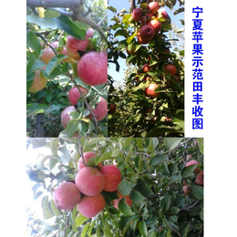 拜农中药有机肥(图)|苹果果树有机肥料有哪些|大方有机肥