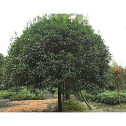 重庆桂花树、百佳苗木、10公分大桂花树