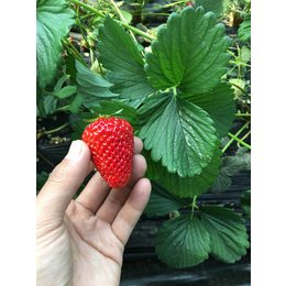 今年草莓苗价格|草莓苗|乾纳瑞农业科技服务好
