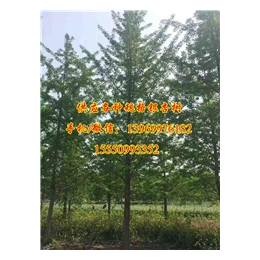 7公分银杏树价格|浩威银杏(在线咨询)|银杏树价格