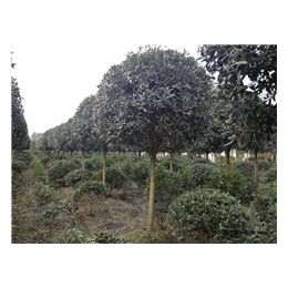 10cm香樟,青峰园林(在线咨询),昆明香樟