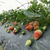 乾纳瑞农业科技欢迎您(图)|丰香草莓苗|草莓苗缩略图1