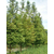 成都水杉供应6-20公分水杉新价格手货源批量低价处理好树型缩略图1