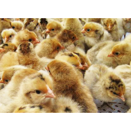 农场批发麻鸡、惠民禽业、南海区批发麻鸡