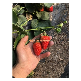 红颜草莓苗|伊犁草莓苗|乾纳瑞(查看)