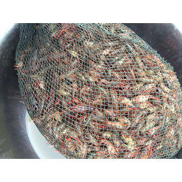 龙虾放养种苗,金华龙虾,元泉湾生态龙虾饲养(查看)