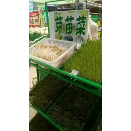 爽舌尖芽苗菜种植企业|泽库爽舌尖|爽舌尖芽苗菜加盟(查看)