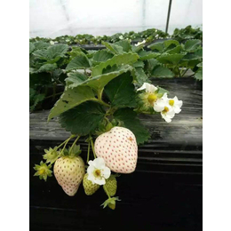 草莓苗|乾纳瑞农业科技欢迎您|甜宝草莓苗