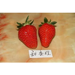 草莓苗、乾纳瑞农业科技公司售、草莓苗报价