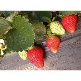 红颜草莓苗、乾纳瑞农业科技公司售、草莓苗
