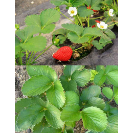 草莓有机肥料价格多少,分宜有机肥,拜农生物(查看)