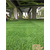 原野地毯公司(图),宿州人造草坪,人造草坪缩略图1