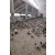 商品鸽多少钱,山东中鹏农牧(在线咨询),吐鲁番商品鸽缩略图1
