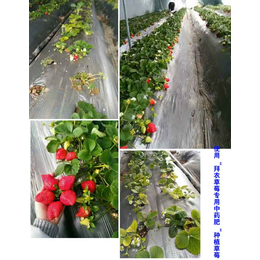 诸暨有机肥、拜农草莓中药有机肥(图)、草莓什么时候用有机肥料