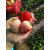 草莓苗,章姬草莓苗,乾纳瑞(****商家)缩略图1