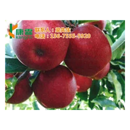 红富士苹果基地产地、康霖现代农业(在线咨询)、西安红富士苹果
