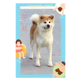 秋田犬幼犬、巨洲犬舍(在线咨询)、秋田犬