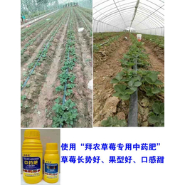 拜农草莓*中药叶面肥(图)、草莓叶面肥的用法、草莓叶面肥