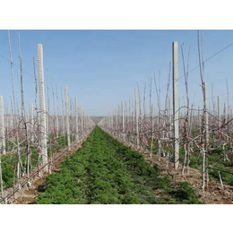 陕西洛川苹果一斤多少钱|康霖现代农业|陕西洛川苹果