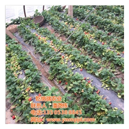 乾纳瑞农业科技好品质(图)、草莓苗多少钱、草莓苗