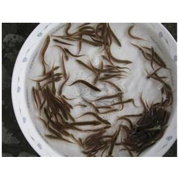 武汉瑞和园,泥鳅养殖技术可靠,泥鳅养殖