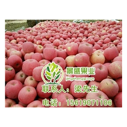 洛川苹果礼盒|景盛果业洛川苹果(在线咨询)|金台区洛川苹果