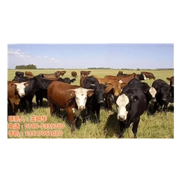 明发肉牛养殖销售(图)、什么地方有养殖肉牛的、章贡区养殖肉牛
